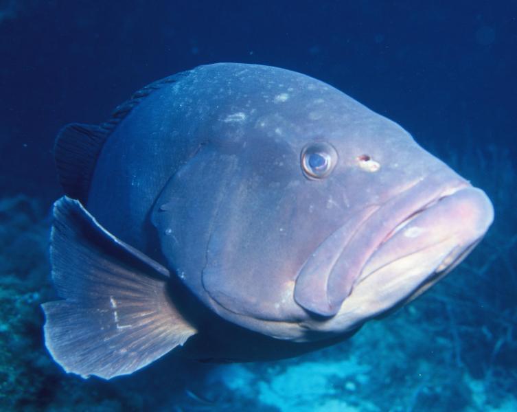 epinephelus marginatus (Gabiniere)