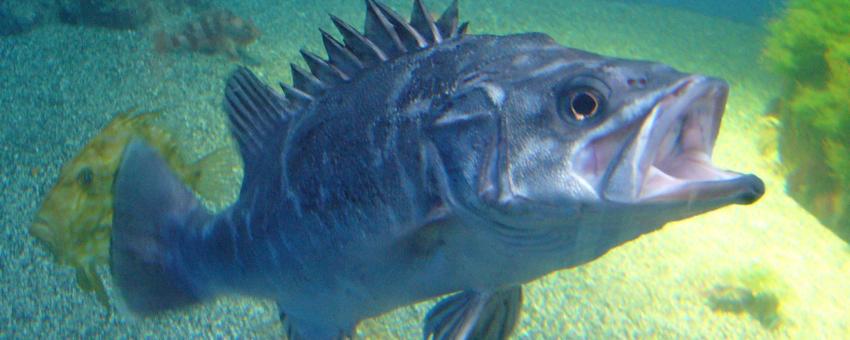 Polyprion americanus (Wreckfish) in  Sala Maremagnum  of Aquarium Finisterrae, in A Coruña, Galicia, Spain.