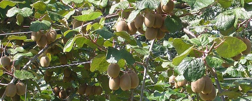 Kiwi de l'Adour à Aurice, dans le département français des Landes