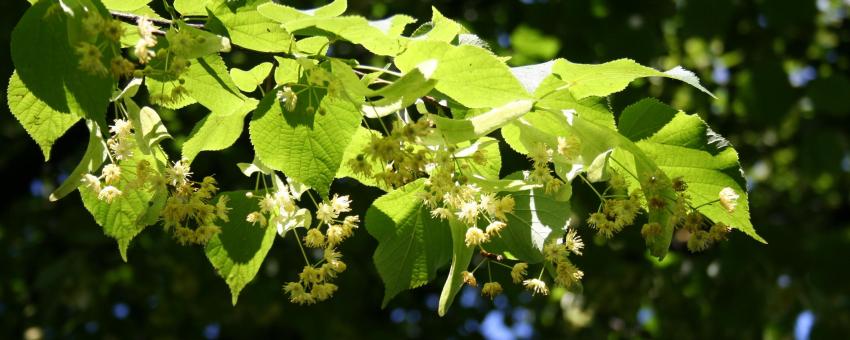 leaves and flowers of lime tree (tilia cordata) in Hofgarten, Munich.