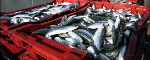 sardines de Saint-Gilles-Croix-de-Vie