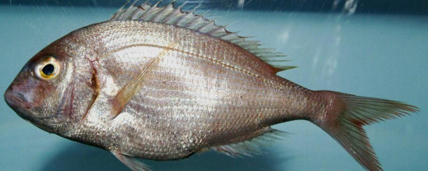 Common seabream or red porgy (Pagrus pagrus) from the Gulf of Mexico