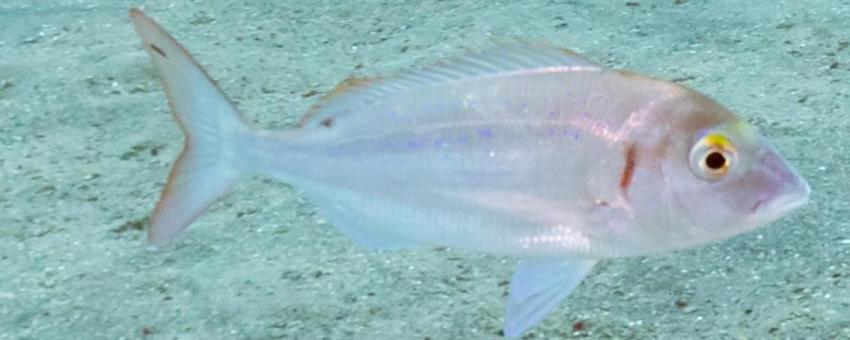 Common pandora (Pagellus erythrinus), Teno-Rasca marine strip, Tenerife, Spain