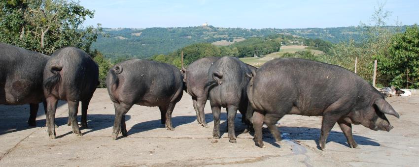 Gilts from Porc Gascon breed photographied in Arberet farm, Bonnemazon village, in Baronnies (Hautes-Pyrenees), near Escaladieu Abbey and Mauvezin Castle (seen on the photography)
