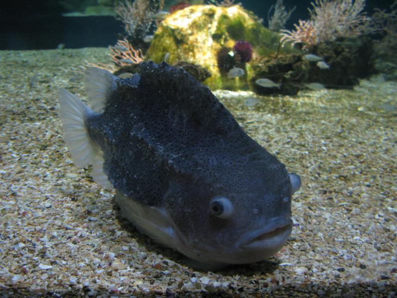 Lumpfish (Cyclopterus lumpus), at Dorée Tropical Aquarium, Paris.