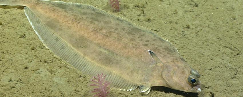 A flounder