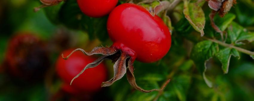 Faux-fruits du rosier (Cynorhodon), Landes, France