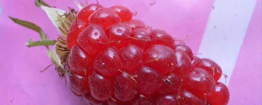 Tayberry (Rubus sp) fruit