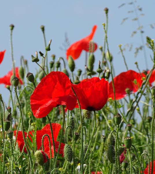 Papaver rhoeas, with common names including common poppy and  Flanders poppy, an annual herbaceous species of flowering plant in the poppy family Papaveraceae.