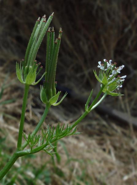 Scandix pecten-veneris (Shepherd's Needle), umbels in flowering and fruiting stage, showing hairy fruits with basal, seed-bearing and long neck, giving the plant its name.