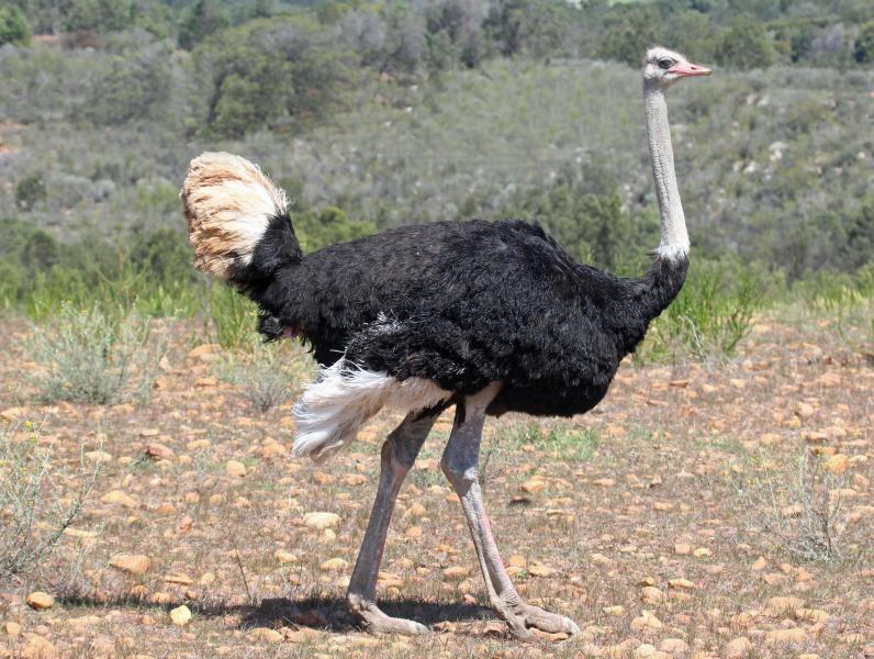 Male Ostrich (Struthio camelus) at an ostrich farm in South Africa