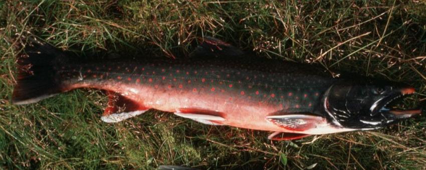 Arctic Char