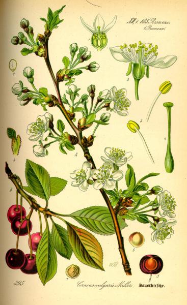 Illustration Prunus cerasus0