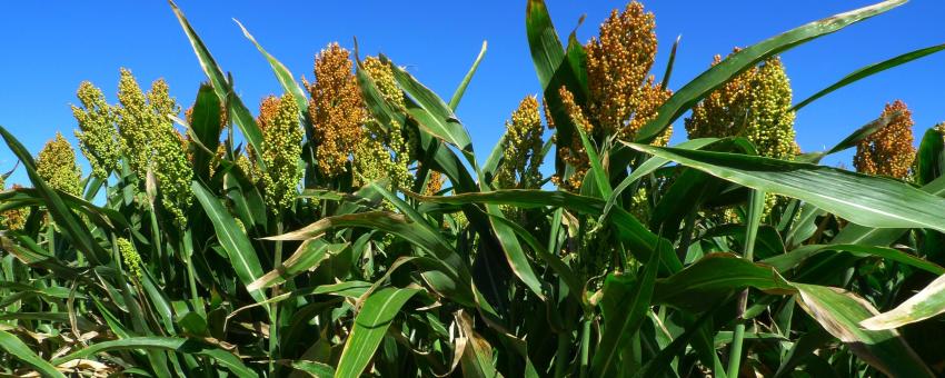 Sorgo (Sorghum) en la Zona regable del Río Adaja (Ávila)