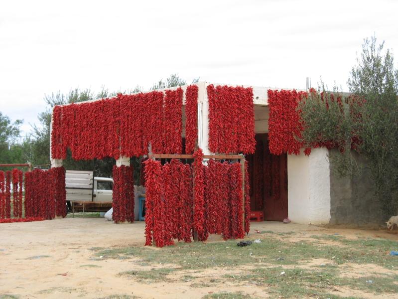 Séchage des piments (région de Kairouan)