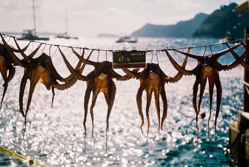 brown octopus near body of water during daytime