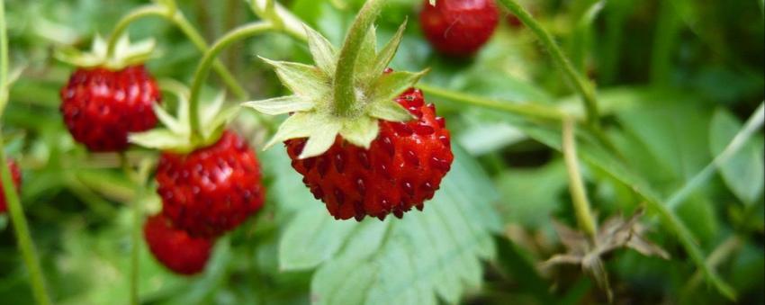 wild strawberry