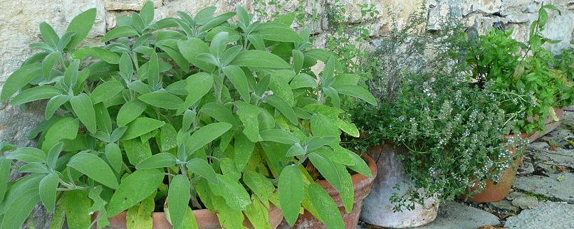 herbs in pots