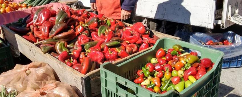 peppers in Macedonia