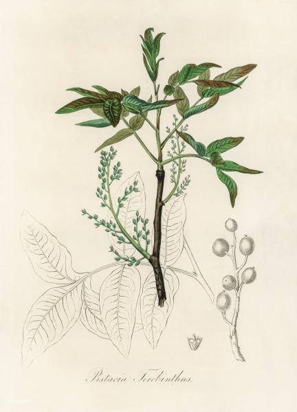 Antique illustration of pistacia terebinthus