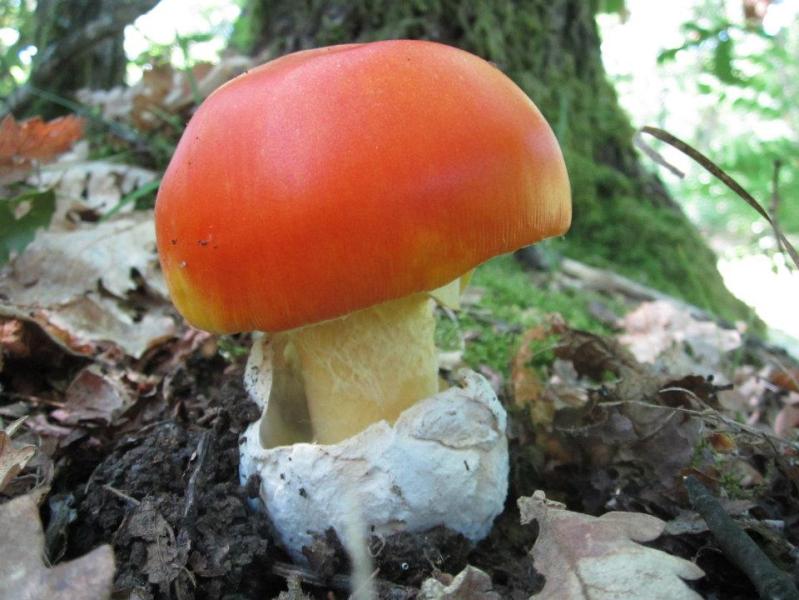 AMANITA CAESAREA (Scop.) Pers.