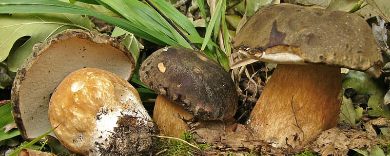 BOLETUS AEREUS Bull.:Fr.