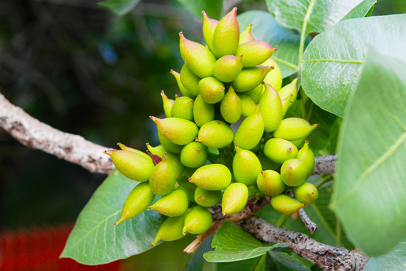 Pistachios on tree