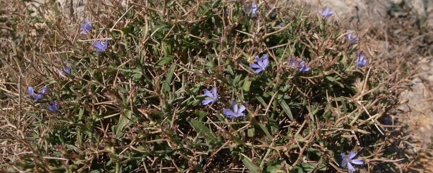 Cichorium spinosum, Pembroke Range, Malta