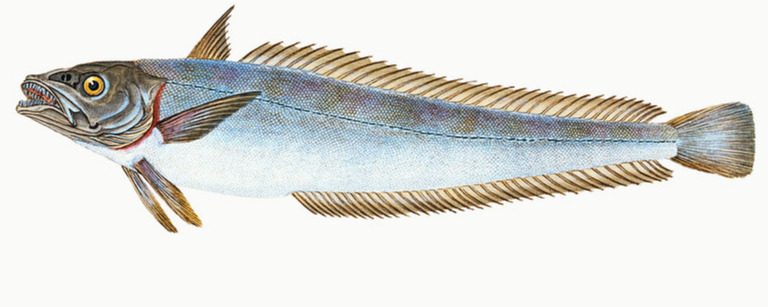 Hake (Gadus Merluccius) illustration from The Natural History of British Fishes (1802) by Edward Donovan (1768-1837). Digitally enhanced from our own original edition.