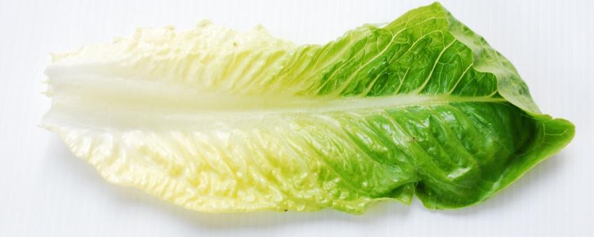 lettuce leaf