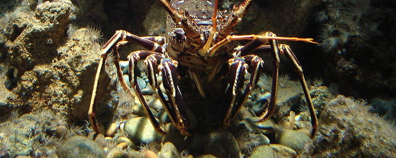 Homarus gammarus, Palinurus elephas