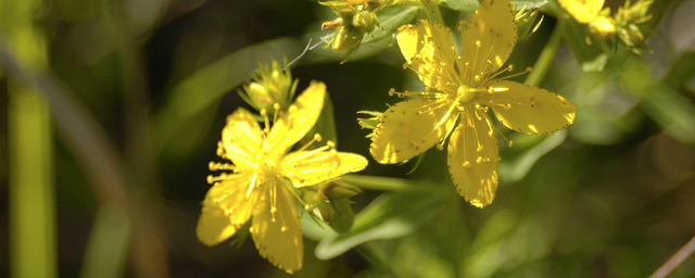 Hypericum perforatum COMMON ST. JOHN'S WORT