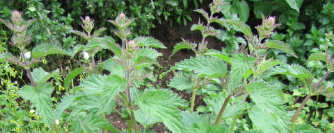 Stinging Nettles (Urtica dioica)