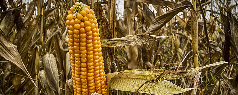 Ear of Maize