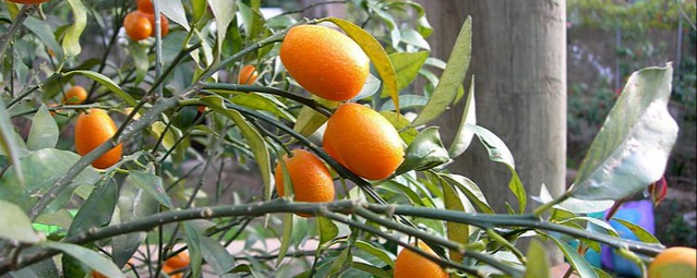 kumquat