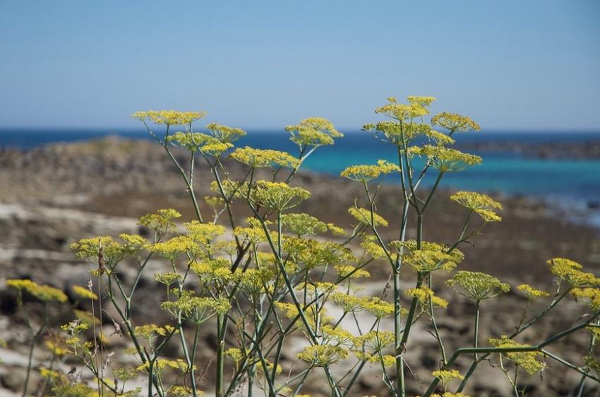 wild fennel