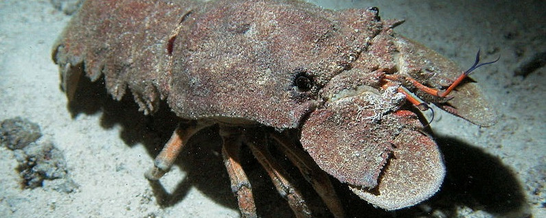 Mediterranean slipper lobster