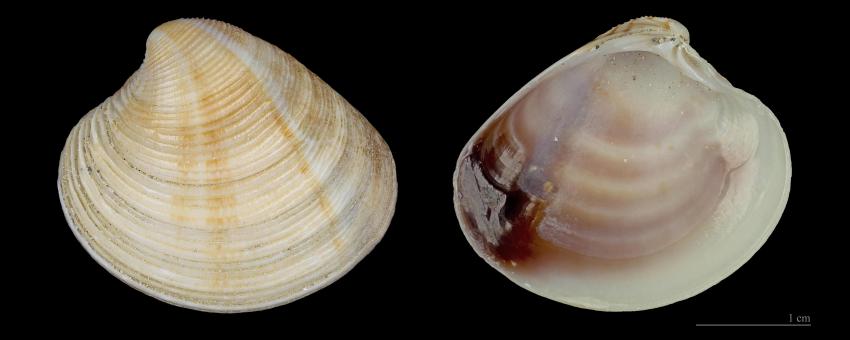 striped venus - 2 views of the same specimen. Former collection of George Chernilevsky.