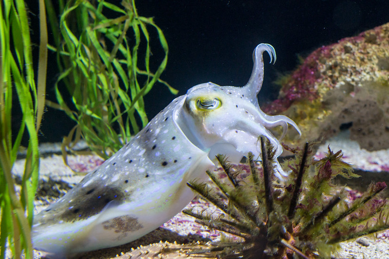 Cuttlefish at the Aquarium [93/366]