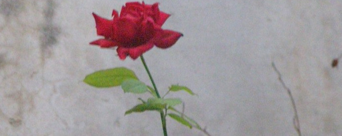 Lonely rose