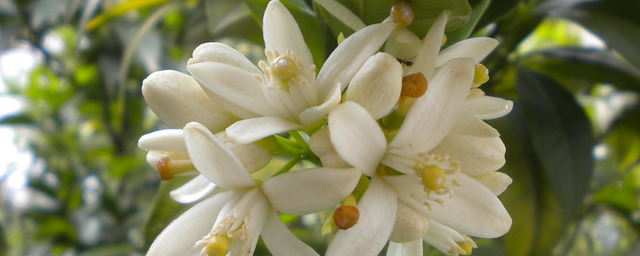 Orange Tree Flowers, Λουλούδια Πορτοκαλιάς