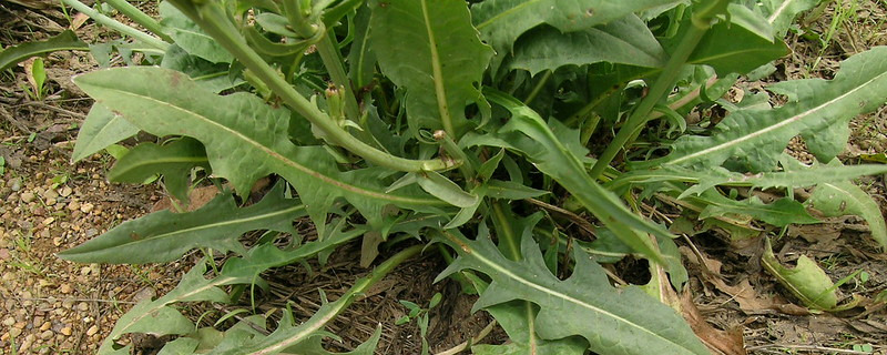 Cichorium intybus leaf1