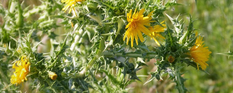 Flora- Scolymus hispanica, Spanish Oyster Plant