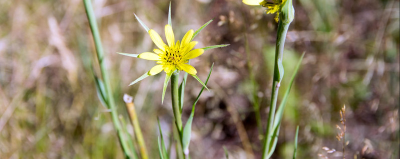 yellow salsify Tragopogon dubius