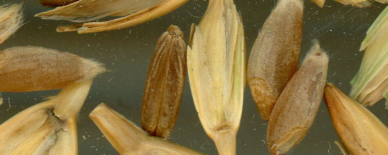 cultivated emmer wheat