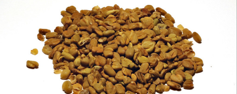 Fenugreek