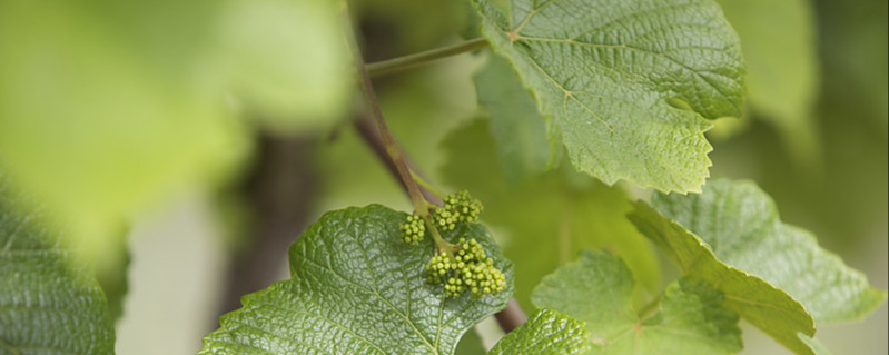 Grape Leaves