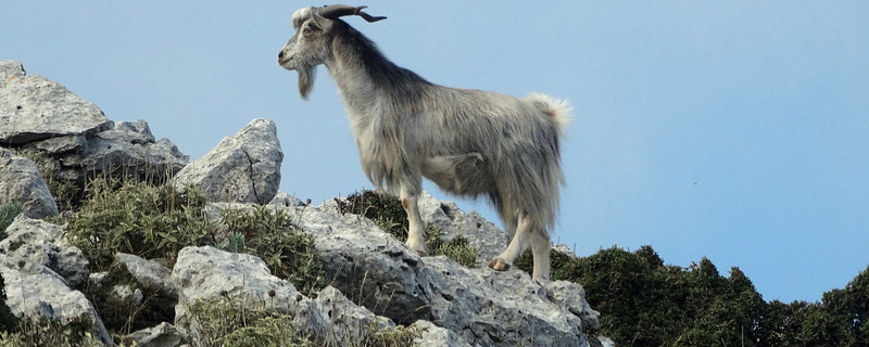 Greek Goat