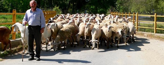 Greek Shepherd