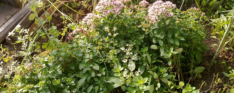 Summer Savory